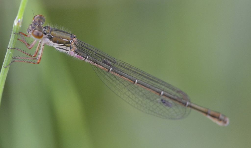 Ceriagrion tenellum immaturo?